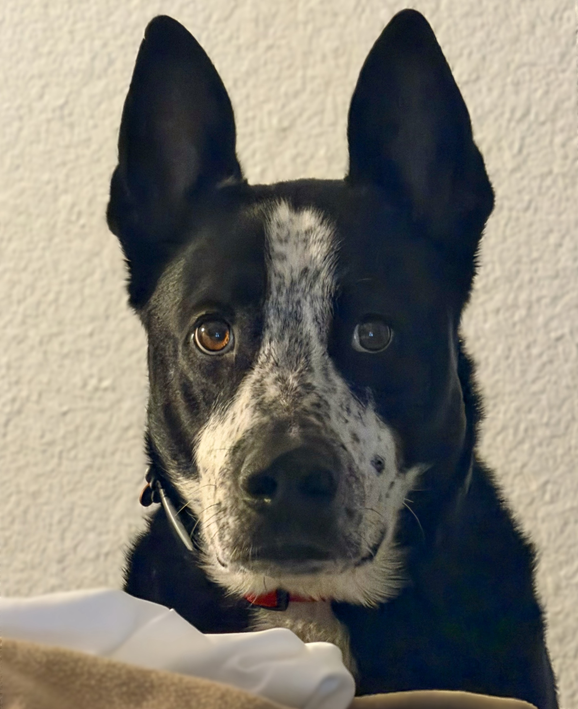 Alert