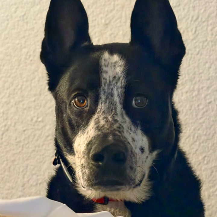 Alert